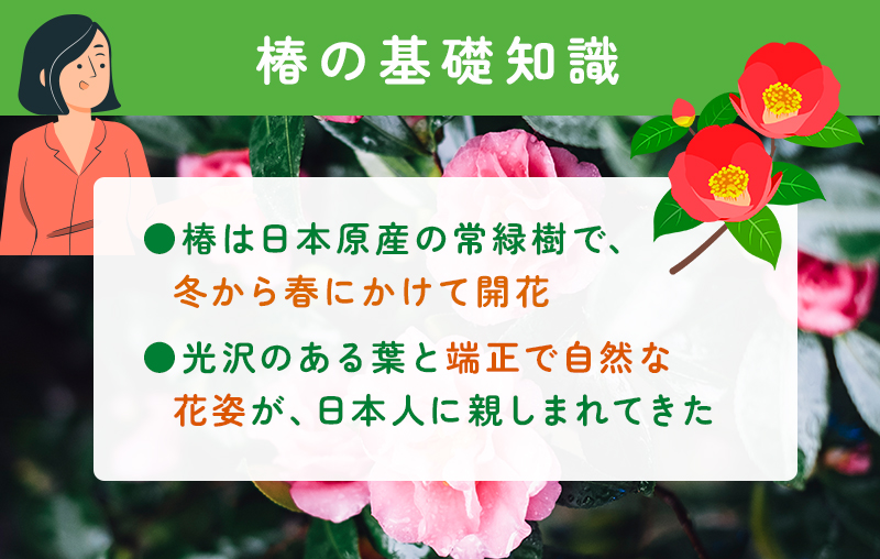 椿の基礎知識