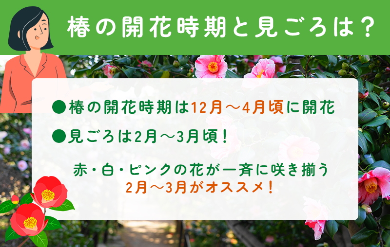 椿の開花時期と見頃