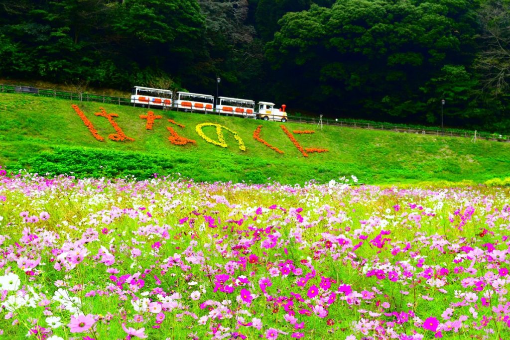 くりはま花の国
