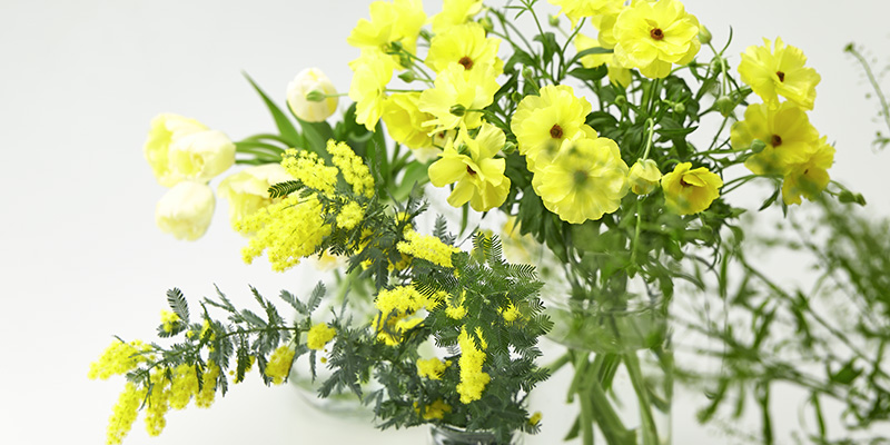 旬の花　おすすめの花　春の花　レコメンドフラワー　ミモザ　黄色の花　ミモザの日　国際女性デー